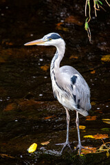 Grey Heron (Ardea cinerea) wading in water in Dublin, Ireland, common in wetlands and rivers.