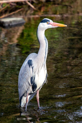 Grey Heron (Ardea cinerea) wading in water in Dublin, Ireland, common in wetlands and rivers.