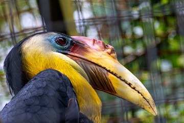 Wrinkled Hornbill (Rhabdotorrhinus corrugatus) in tropical rainforests, commonly found in Southeast Asia