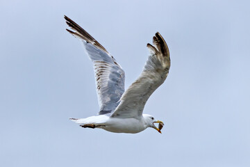 Yellow-legged Gull (Larus michahellis) near coastlines, commonly found in Europe and the Mediterranean.