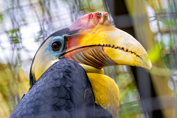 Wrinkled Hornbill (Rhabdotorrhinus corrugatus) in tropical rainforests, commonly found in Southeast Asia © fluffandshutter
