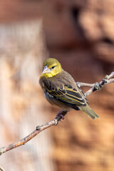 Village Weaver (Ploceus cucullatus) in grasslands and savannas, commonly found in Sub-Saharan Africa.
