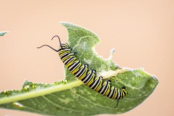 Monarch larva (Danaus Plexippus) feeding on a Showy Milkweed leaf, San Francisco Bay Area, California