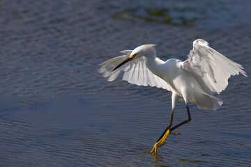 Beautiful Snowy Egret lands with graceful elegance in coastal lagoon water