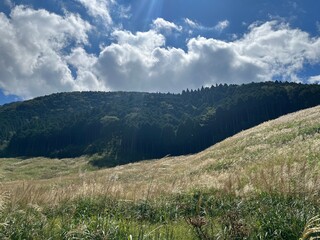Sunny hillside in autumn at Sengokuhara Pampas Grass Fields, Hakone Japan, with golden grass...