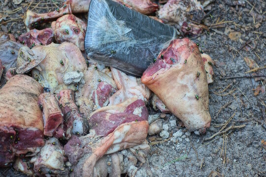 brown pieces of fresh spoiled meat lie on the gray ground on a summer street