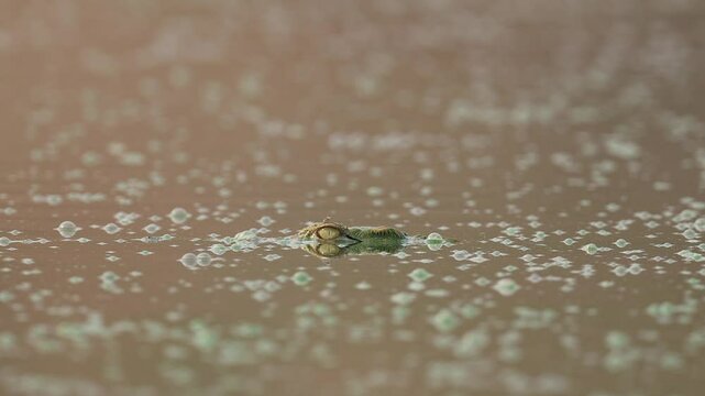 The Nile crocodile (Crocodylus niloticus) is a large crocodilian native to freshwater habitats in Africa. This is a large croc hidden in a waterhole with only his eyes above water watching for prey.