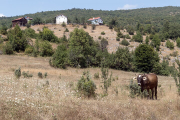 A  peaceful rural village on a hill, a cow standing in a grassy field. The dry grass and scattered trees give a sense of a quiet sunny countryside.The landscape feels calm and simple, i