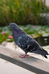 A pigeon on the railing 