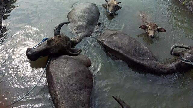 bathing buffaloes in the river