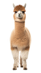 Fototapeta premium PNG Alpaca wildlife mammal animal.