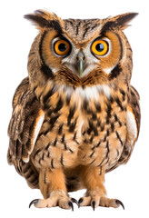 Fototapeta premium PNG Owl animal bird beak.