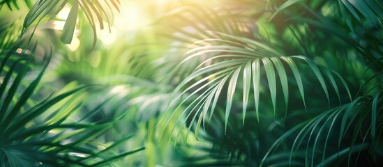 Fan Palm Leaves In The Park Natural Background From Palm Leaves