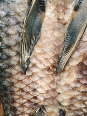 Real Roach Fish Scales Background © Roberto