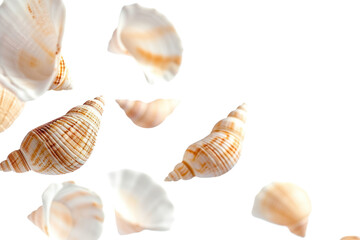 PNG Shells seashell animal conch.