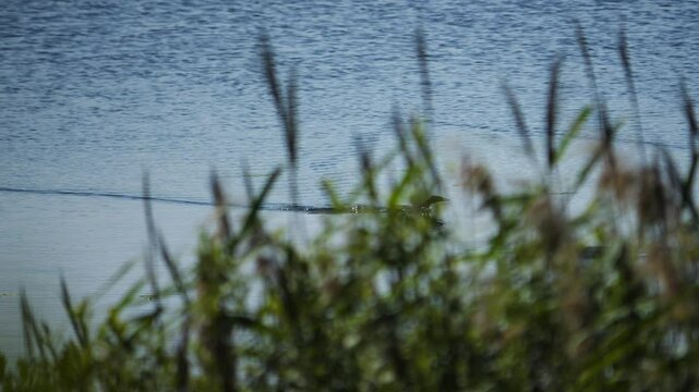 A grebe duck chomga swims behind bushes and squeaks shouting to other birds