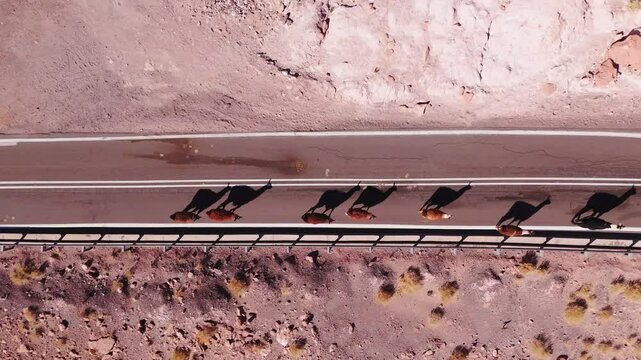 Vista a&eacute;rea de alpacas cruzando pista no deserto do atacama - chile