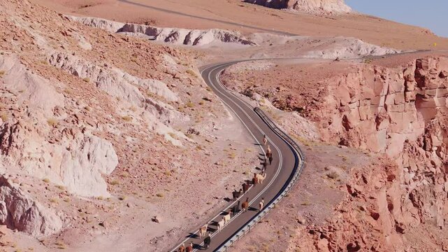 Vista a&eacute;rea de alpacas cruzando pista no deserto do atacama - chile