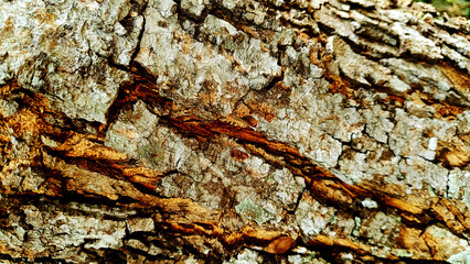 Tree bark texture, cracking and brownish