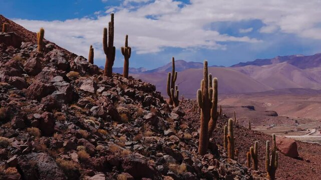 Vista a&eacute;rea do Vale dos Cactos no Deserto do atacama - Chile