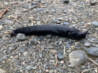 A close up image of a large slimy black slug crawling across pebble sized gravel. 