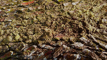 Tree bark texture with crack