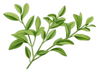 Fototapeta premium PNG Thyme plant herbs leaf.