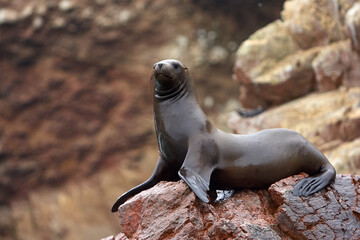 Obraz premium These playful sea lions know how to enjoy life in paradise. The islands are not only a sanctuary for them but also a stunning wildlife haven