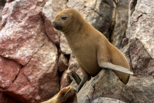 These playful sea lions know how to enjoy life in paradise. The islands are not only a sanctuary for them but also a stunning wildlife haven