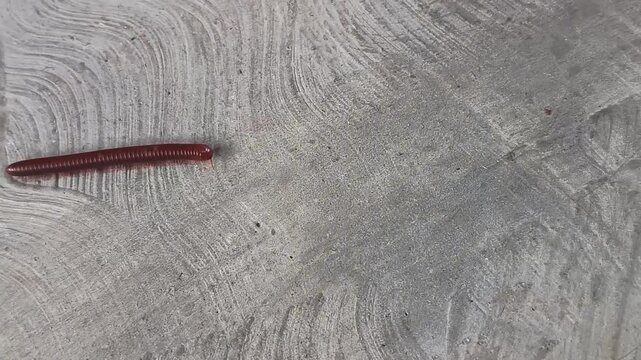Millipedes walk on concrete ground