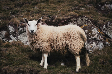 Woolly Sheep Standing in Rocky Highland Terrain