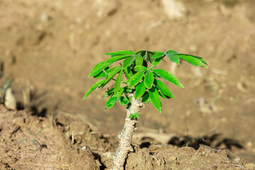 Close up the little cassava plant are growing on a famer's farm in countryside of Thailand