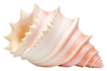 PNG Conch shell white background invertebrate seashell.