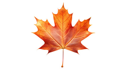 Autumnal maple leaf with vibrant red hues, isolated on a crisp white background