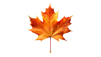Autumnal maple leaf with vibrant red hues, isolated on a crisp white background