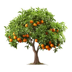 orange tree with fruits