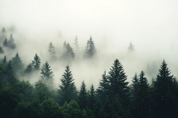 Dense forest shrouded in mist, showcasing silhouettes of pine trees contrasting against soft gray clouds, creating an ethereal and mysterious atmosphere.