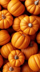 Mini pumpkins piled in a rustic autumn pumpkin patch