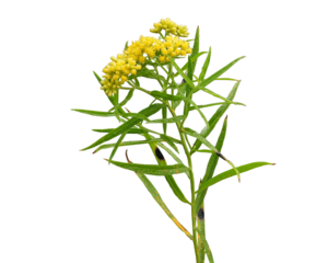 Euthamia graminifolia - Grass-leaved Goldenrod Native North American Wildflower Isolated on White Background