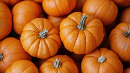 Mini pumpkins piled in a rustic autumn pumpkin patch