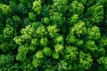 Naklejka premium Aerial view of green trees in forest. Top view.