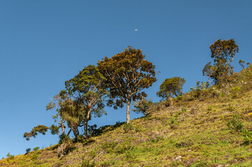 Obraz premium Vigorous trees with blue sky and the moon in a day landscape perfect for wallpaper and with beautiful tropical vegetation that overflows with life and invites joyful trips