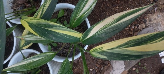 Obraz premium Epipremnum ornamental plant photo