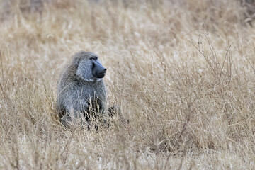 Olive baboon monkey sitting on savannah grass at Masai Mara National Reserve, Kenya, Africa