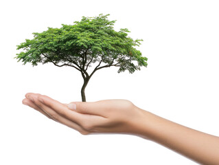 PNG Nature, growth, care, environment, sustainability