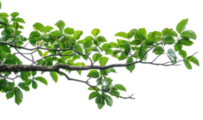PNG Green leaves on tree branch