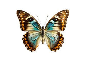 Fototapeta premium Butterfly isolated on white background, PNG