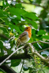 Erithacus rubecula (European Robin)