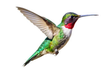 Flaying hummingbird Bird white background. AI GENERATED