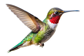 Flaying hummingbird Bird white background. AI GENERATED